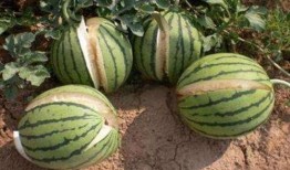 阳江网红吃瓜事件真相,揭秘背后真相与网络舆论的反思